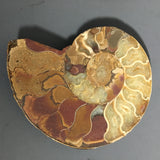 Amazing Ammonite Fossil