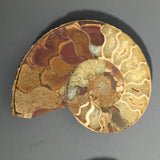 Amazing Ammonite Fossil